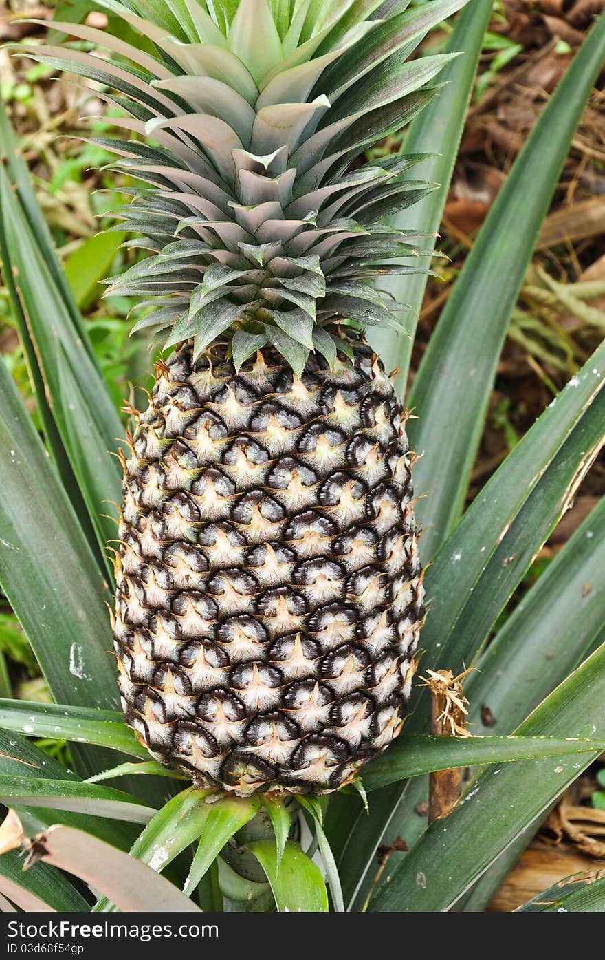 The pineapple is growed in prachuabkirikhan province of thailand