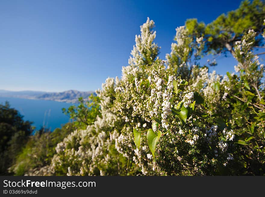 Flowered heather on the coastline