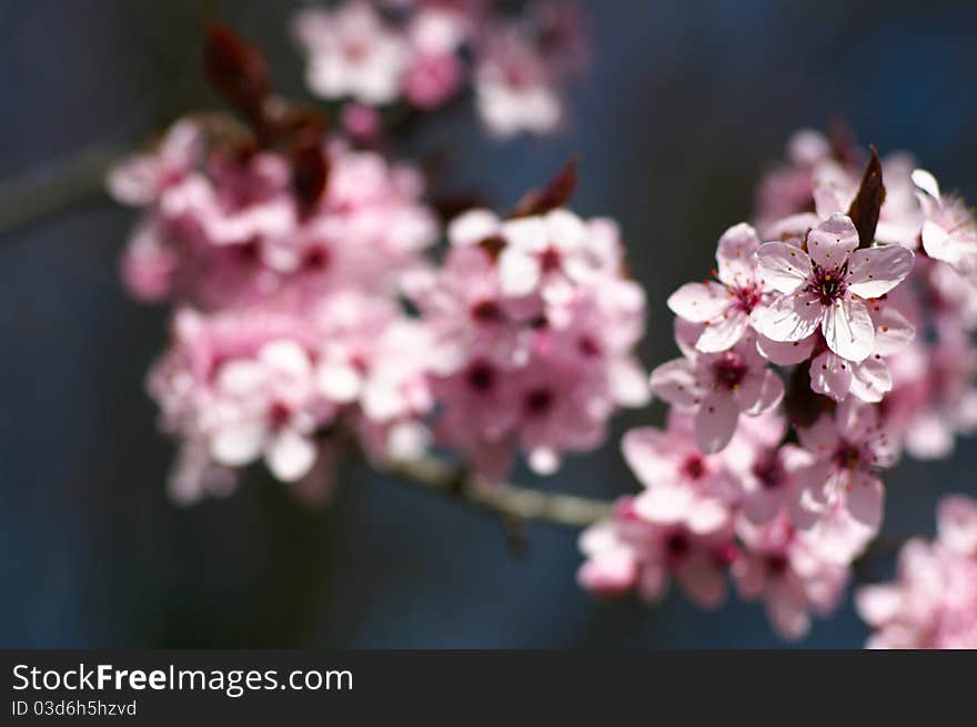 Cherry Tree Blossom