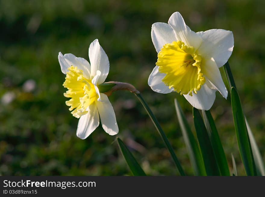 Daffodils in spring