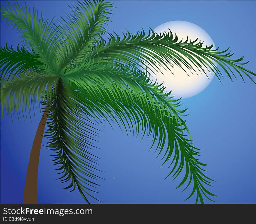 Branches of a palm tree against the moon and the sky. Vector