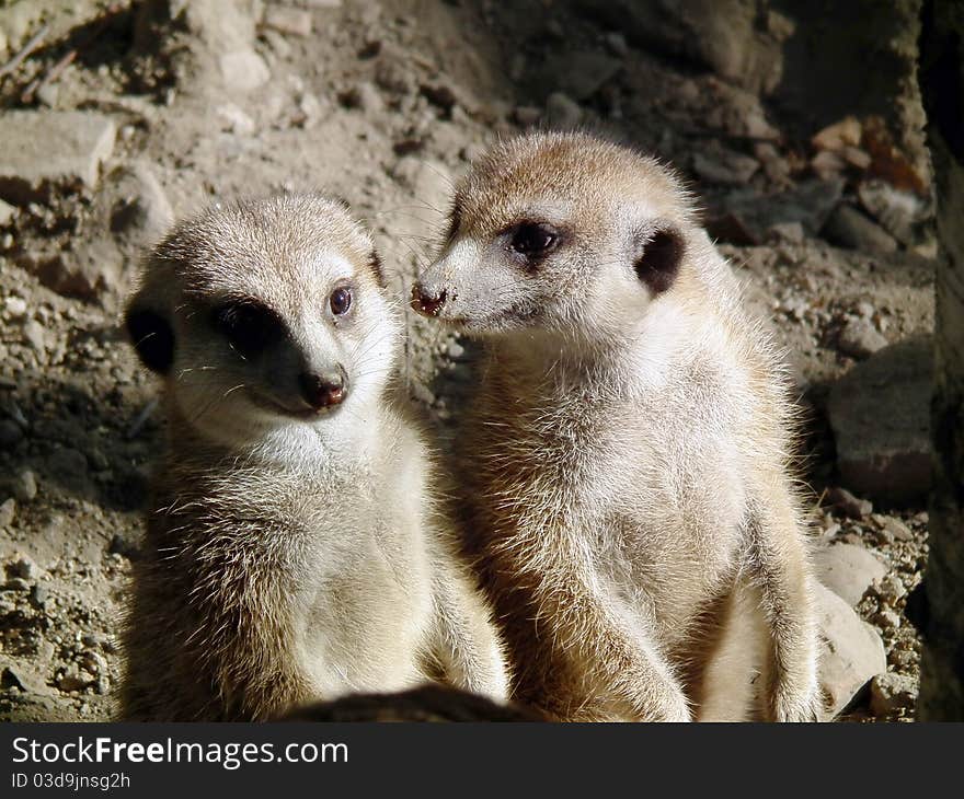 Meerkat family on sunny day