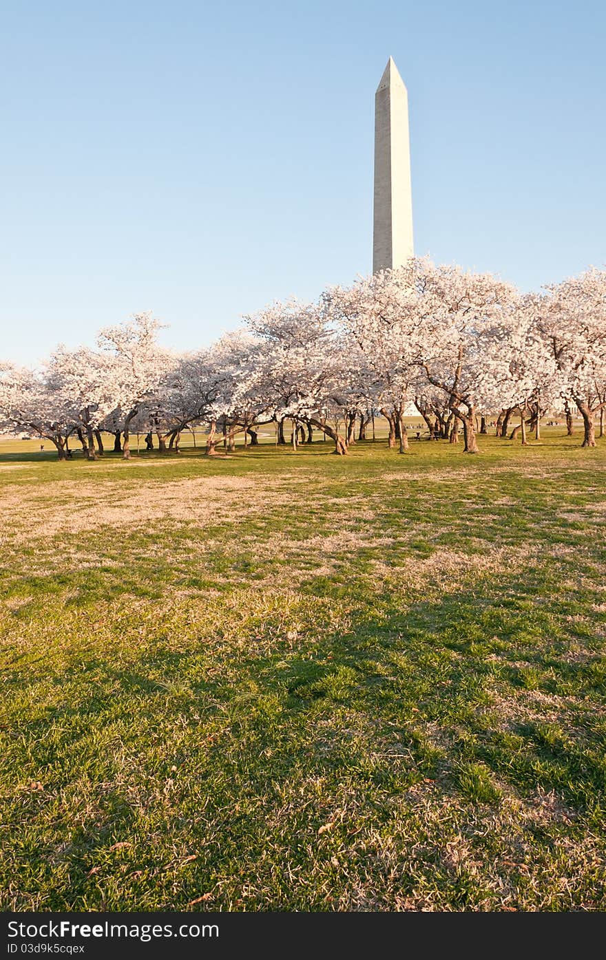 Image of the Washington Monument from the National Mall with cherry blossom trees at its base.