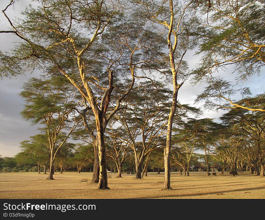 Kenyan Acacia in the afternoon