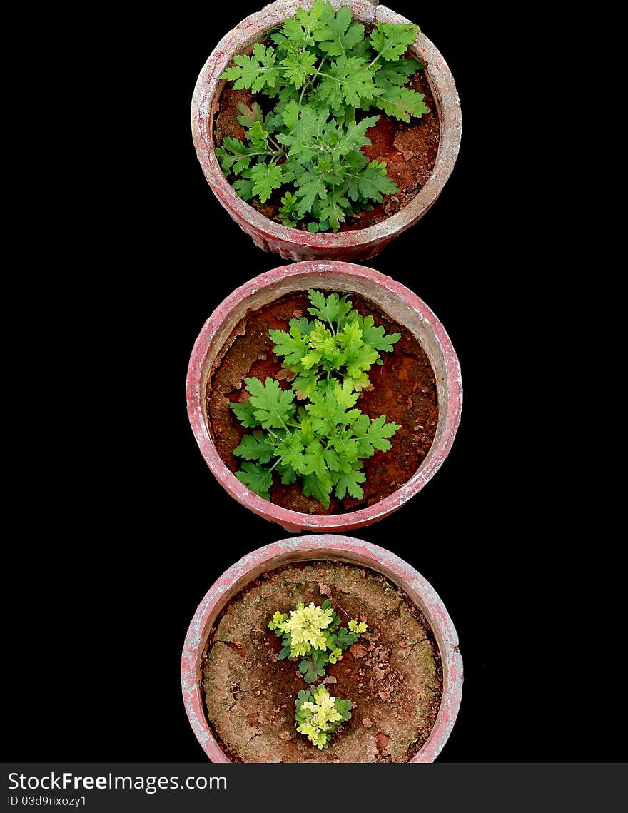 Column of dry flower pots against a black background