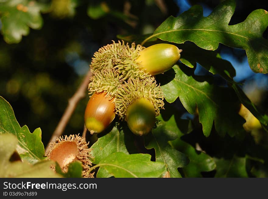 Green acorn with green leaves. Green acorn with green leaves