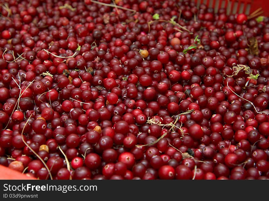 Wild cranberries