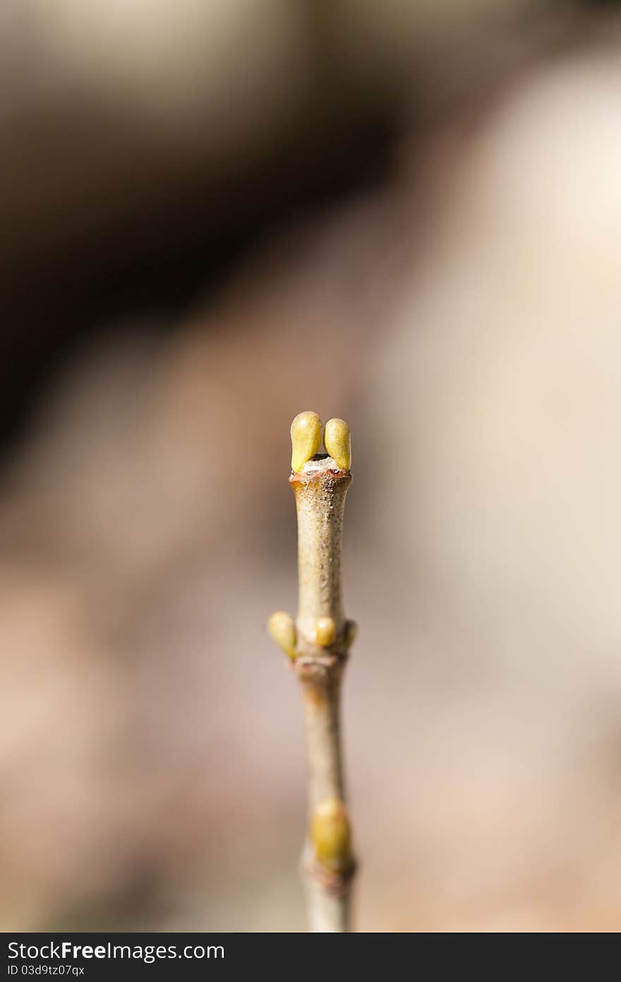 First Bud of Spring