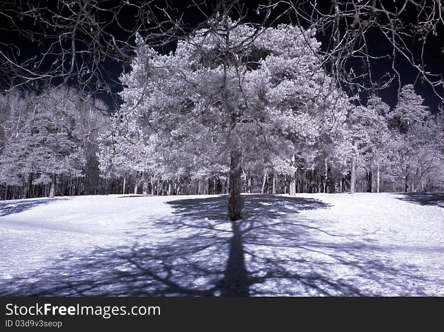 Trees in forest in the winter. Trees in forest in the winter