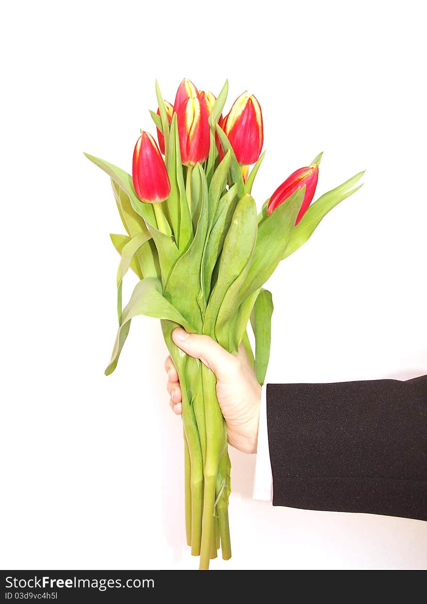 Hand holding tulips on a white background