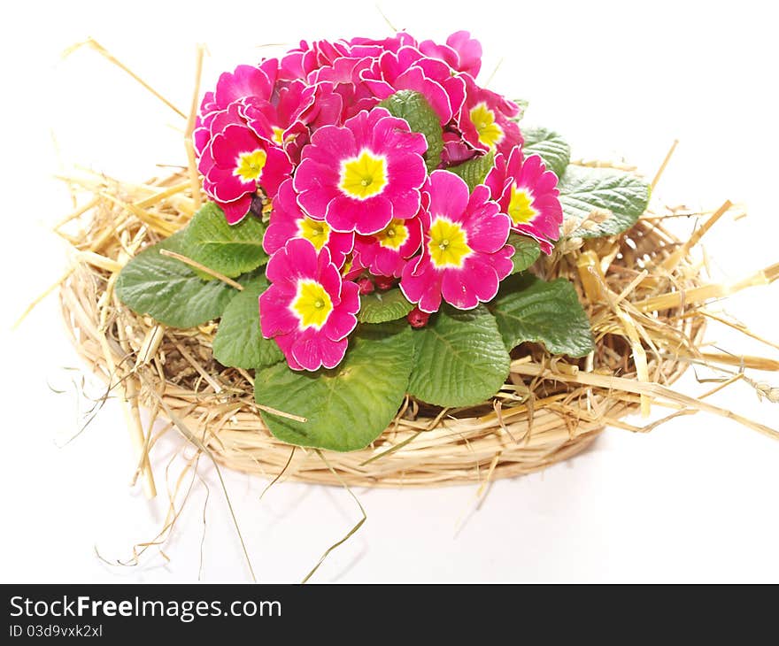 Spring background with flowering primula