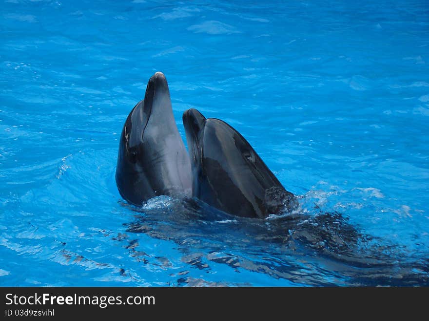 two dolphin