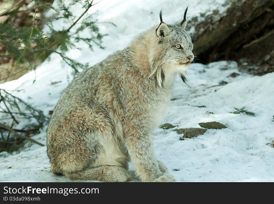 Lynx during winter sitting in the snow. Lynx during winter sitting in the snow