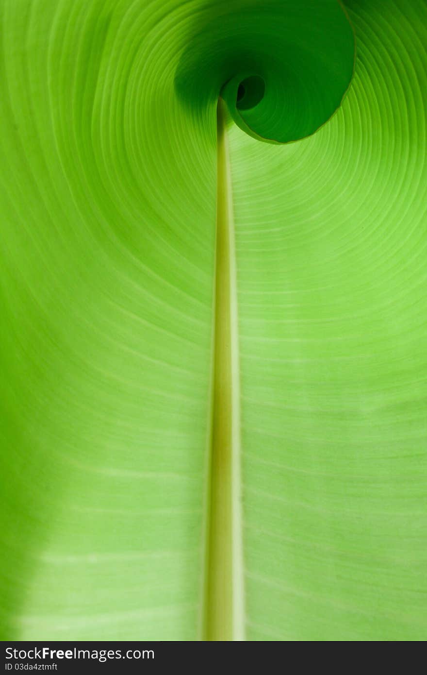 Banana leaf roll design with falling down pollen. Banana leaf roll design with falling down pollen