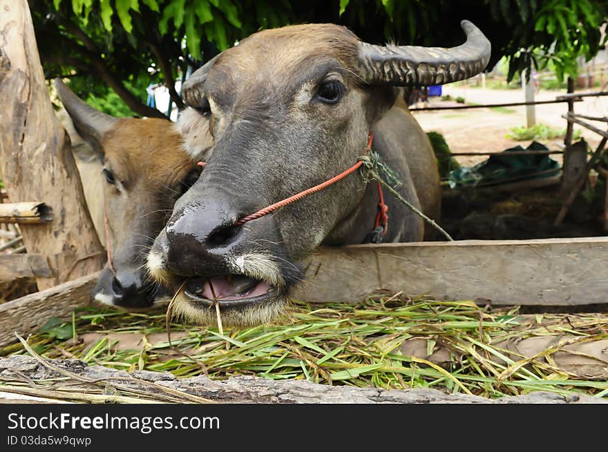 Two Buffaloes eat green grass. Two Buffaloes eat green grass