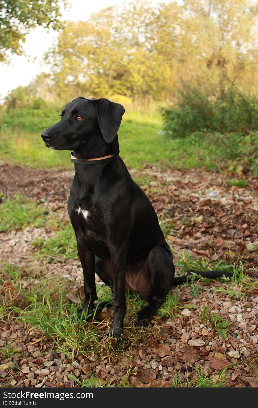 Black dog sitting on the grass. Black dog sitting on the grass