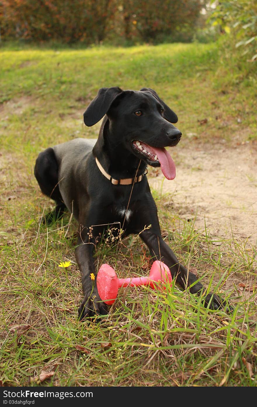 Weimaraner Cross Breed