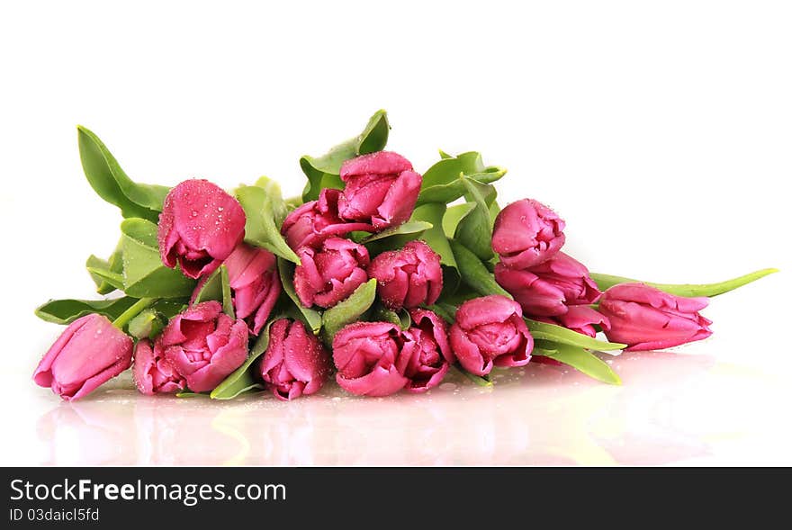 Studio photo of fresh dewy tulips on white background. Studio photo of fresh dewy tulips on white background