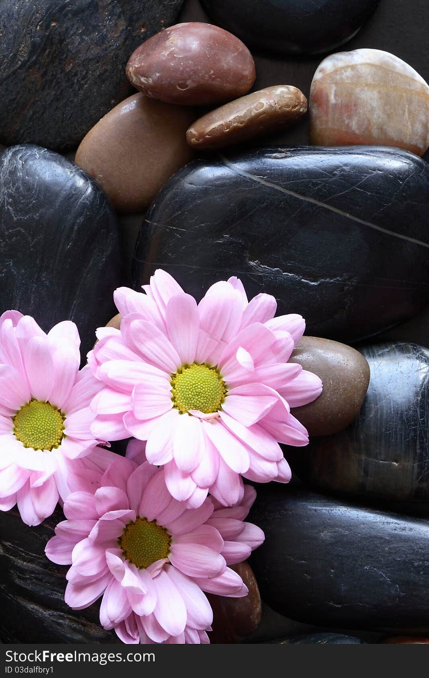 Three purple gerbera daisy flowers lying on stones background. Three purple gerbera daisy flowers lying on stones background