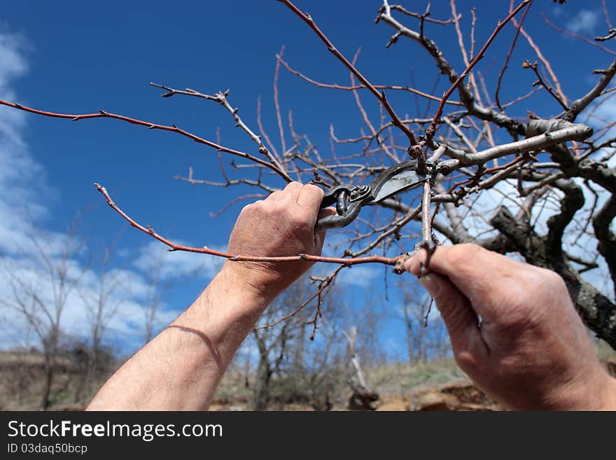 Pruning