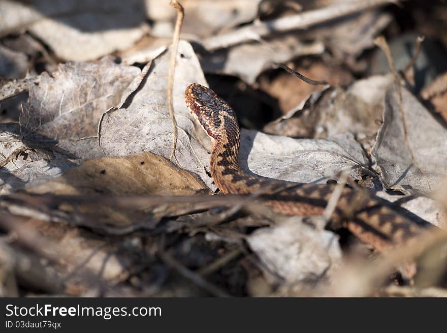 Adder - Vipera Berus