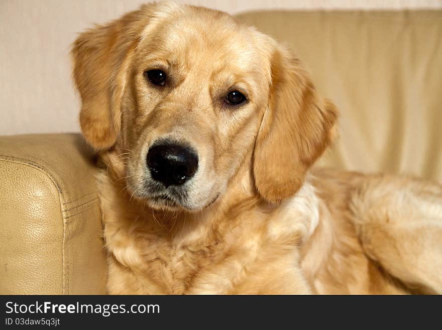 Young Golden Retriever.