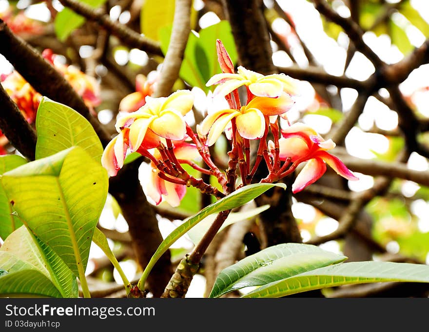 Plumeria flower