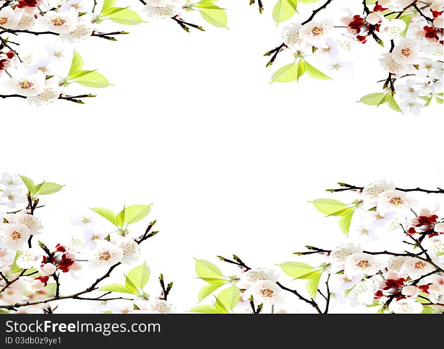 Blossoming branch of an apple-tree on a white background. Blossoming branch of an apple-tree on a white background