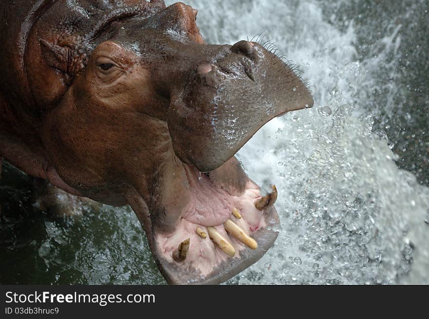 Thirsty hippo