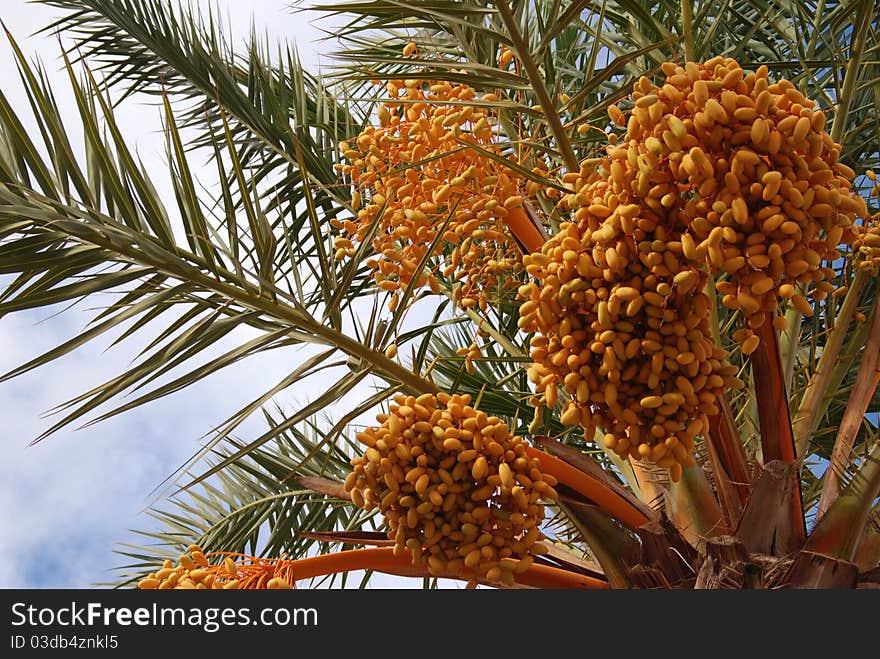 Date palm tree with clusters of fruits