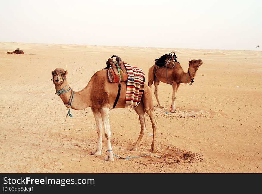 Arabian camels in the Sahara Desert