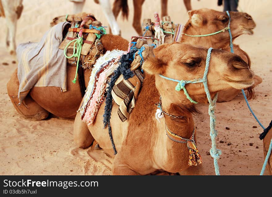 Arabian camels in the Sahara Desert