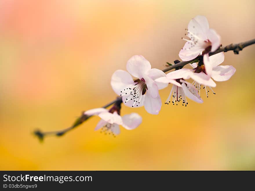 A shot of pink peachblossom in spring。