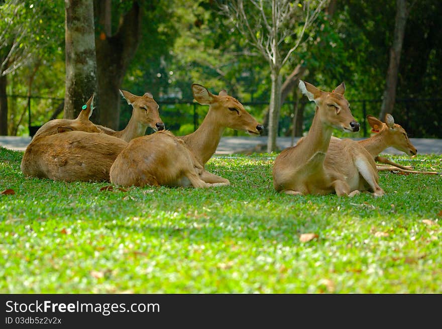 Sleepy brow antlered deer at khao kheow open zoo