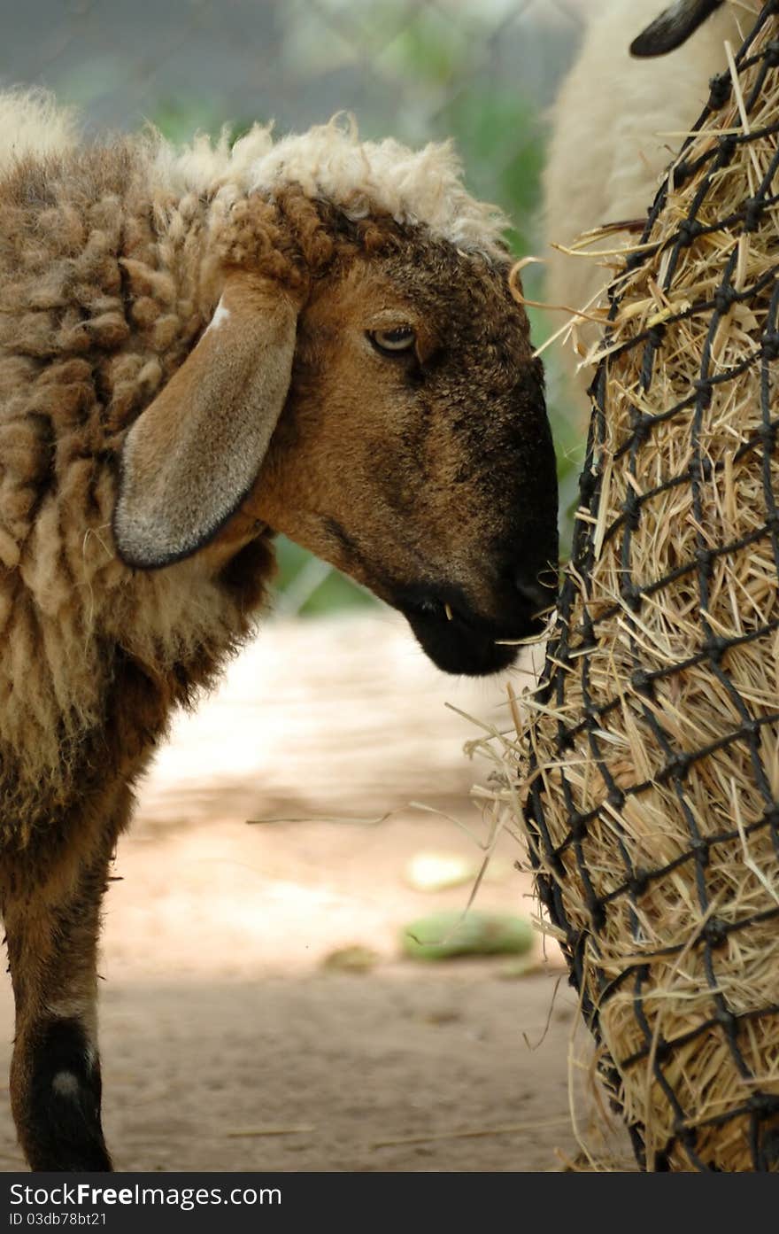 Closeup sheep