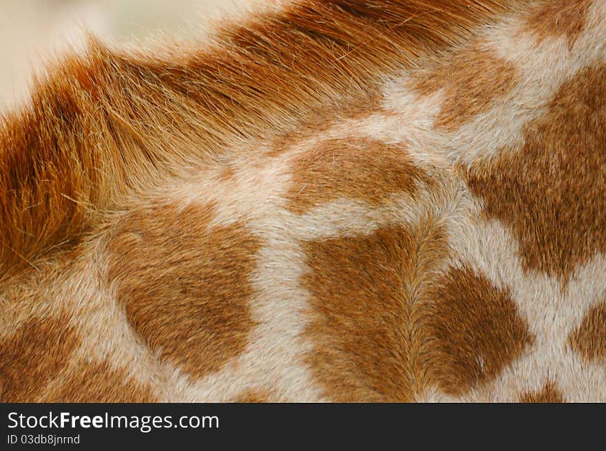 Close up giraffe wool at khao kheow open zoo thailand. Close up giraffe wool at khao kheow open zoo thailand