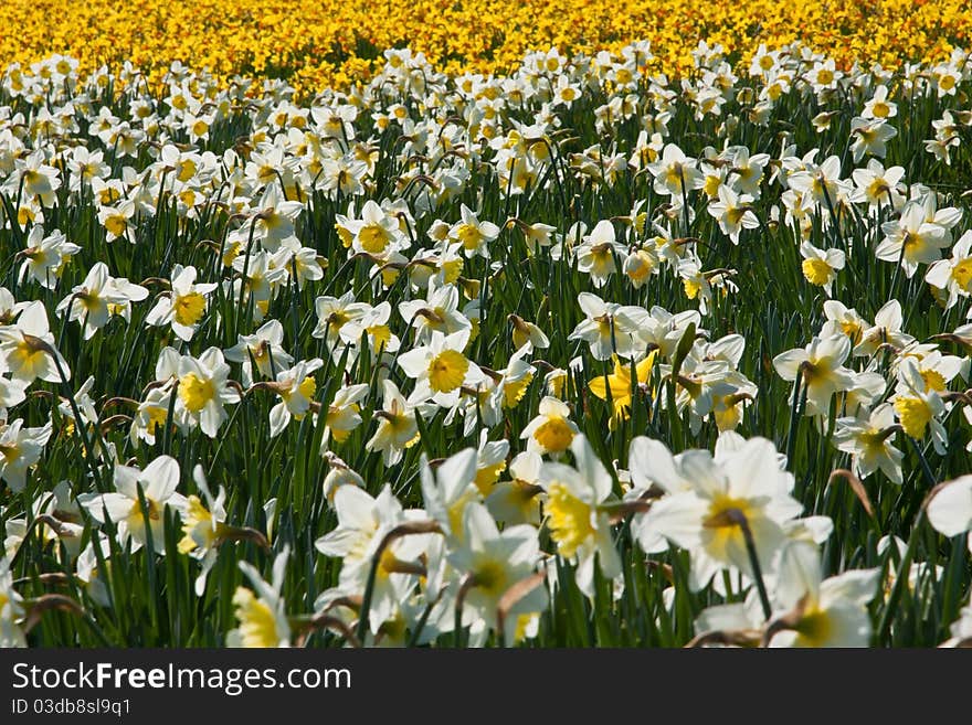 Sea Of Daffodils