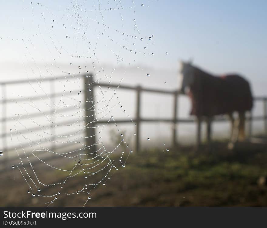 Dew covered cobweb with horse in the background. Dew covered cobweb with horse in the background