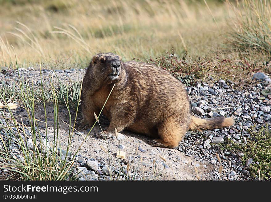 Giant marmot