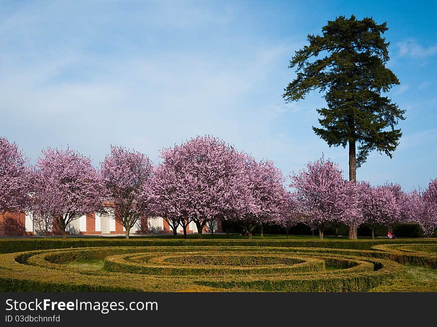 View of flowering trees in the park. View of flowering trees in the park