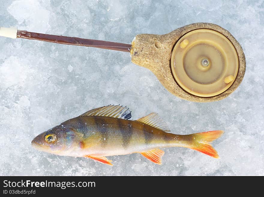 Perch fish with rod on blue ice