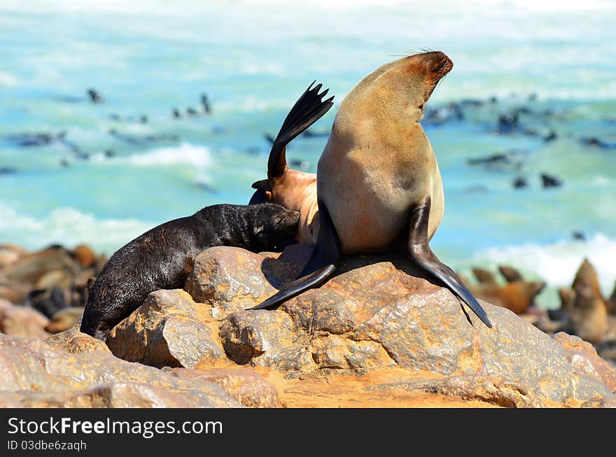 Young seal at breast feeding