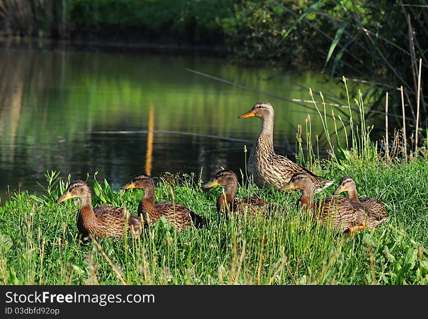 Row of young wild malards