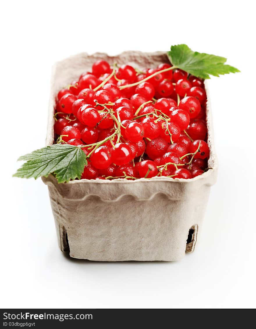 Red currant