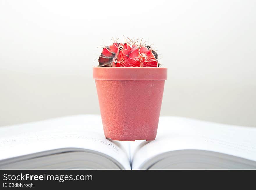 The little cactus on the book. The little cactus on the book.