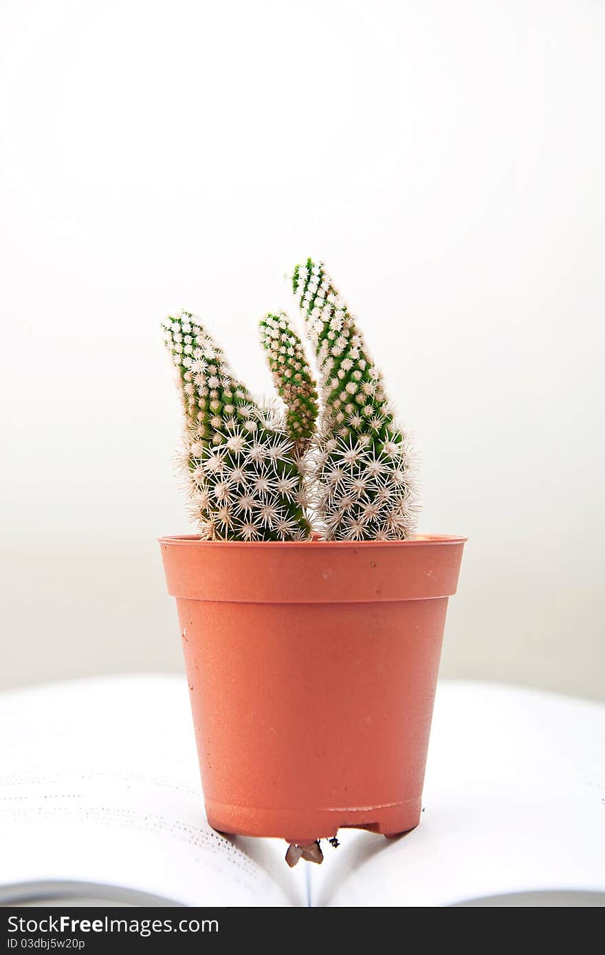 The little cactus on the book. The little cactus on the book.