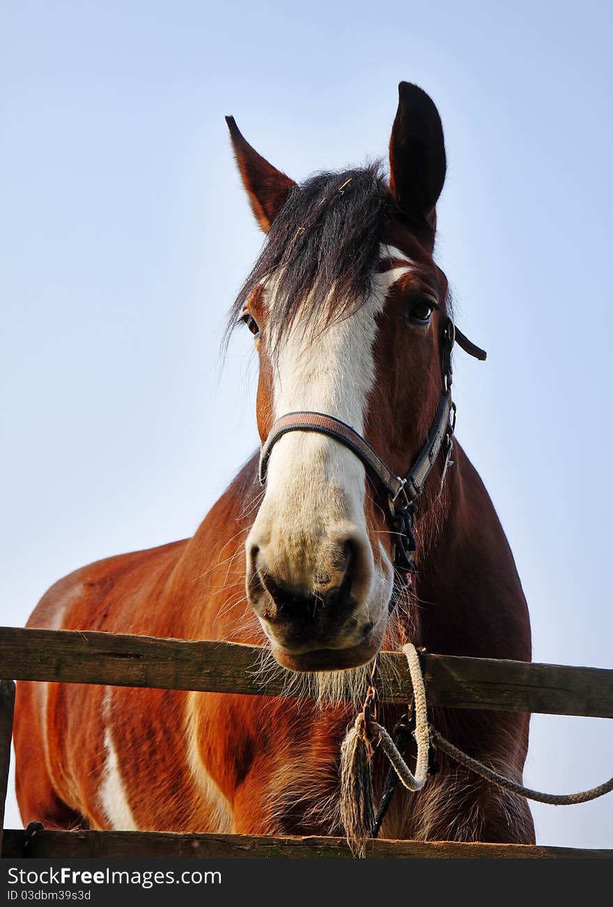 Bay Stallion tethered to a wooden fence. Bay Stallion tethered to a wooden fence