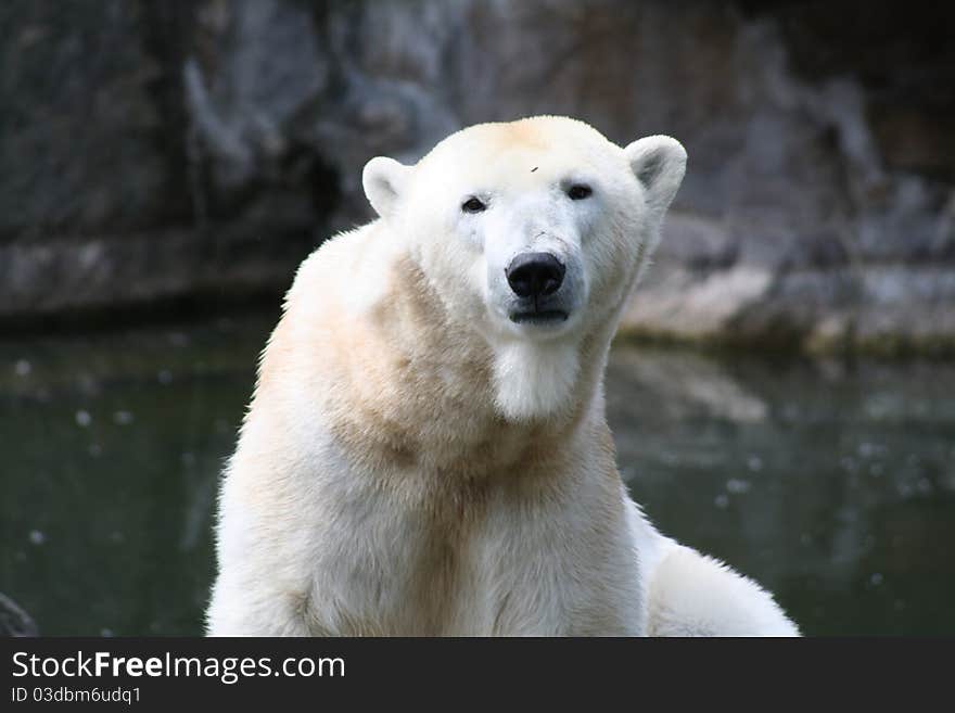 Polar bear