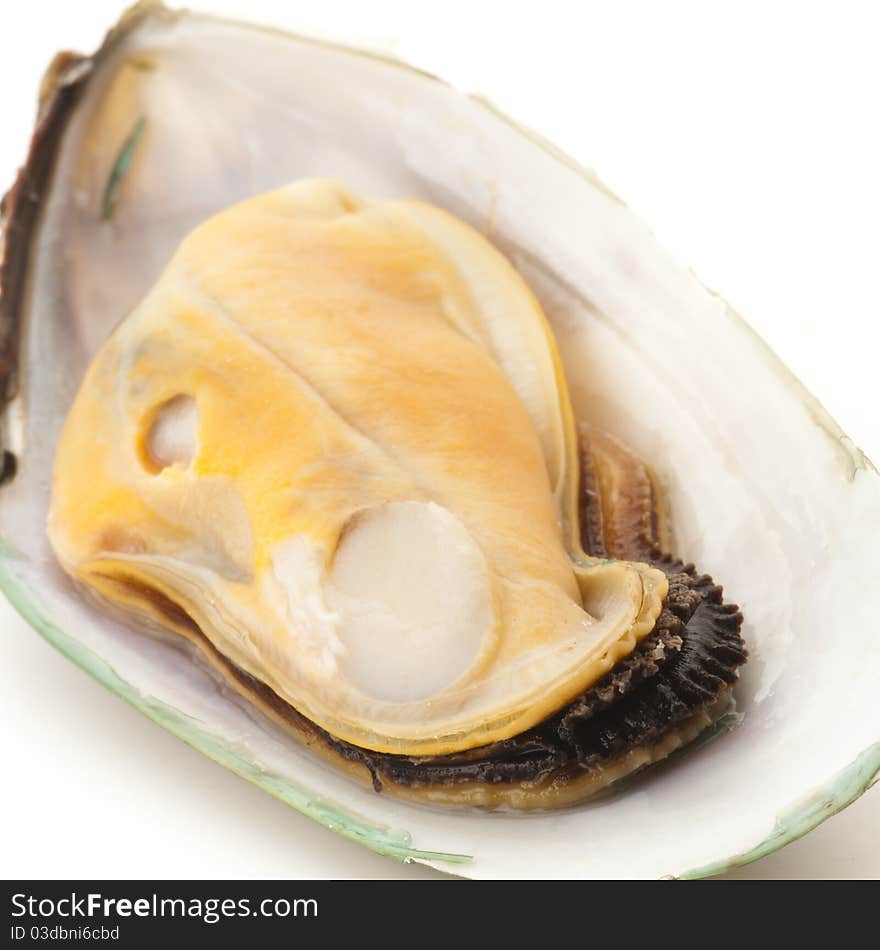 Mussel