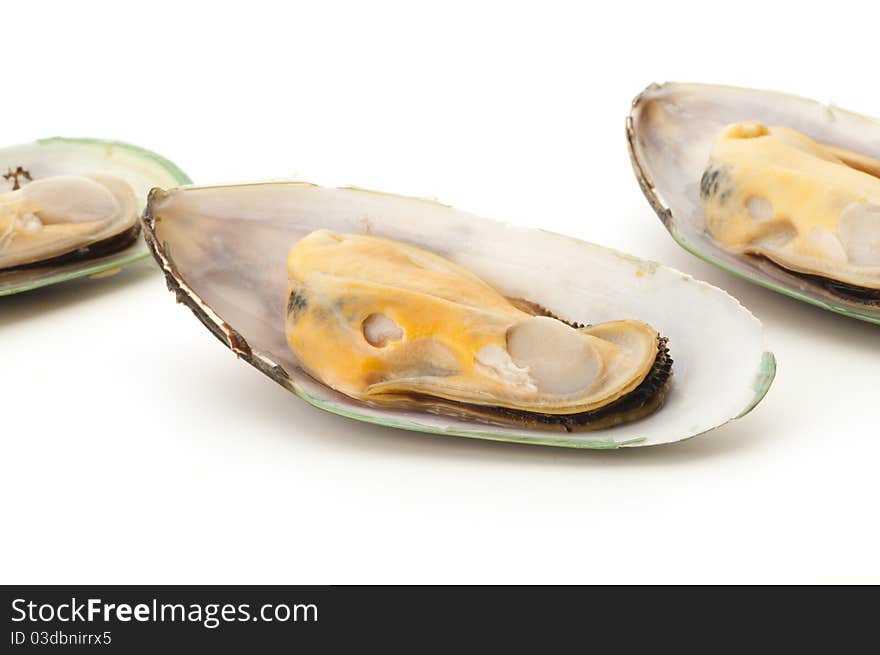 Mussel